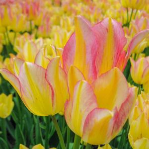 Close-up of a flower