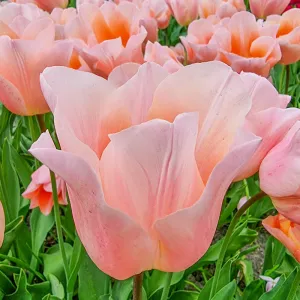 Close-up of a flower