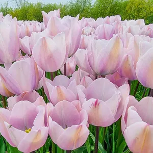 Close-up of a flower